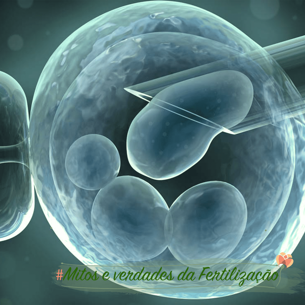 Mitos e dúvidas sobre a fertilização