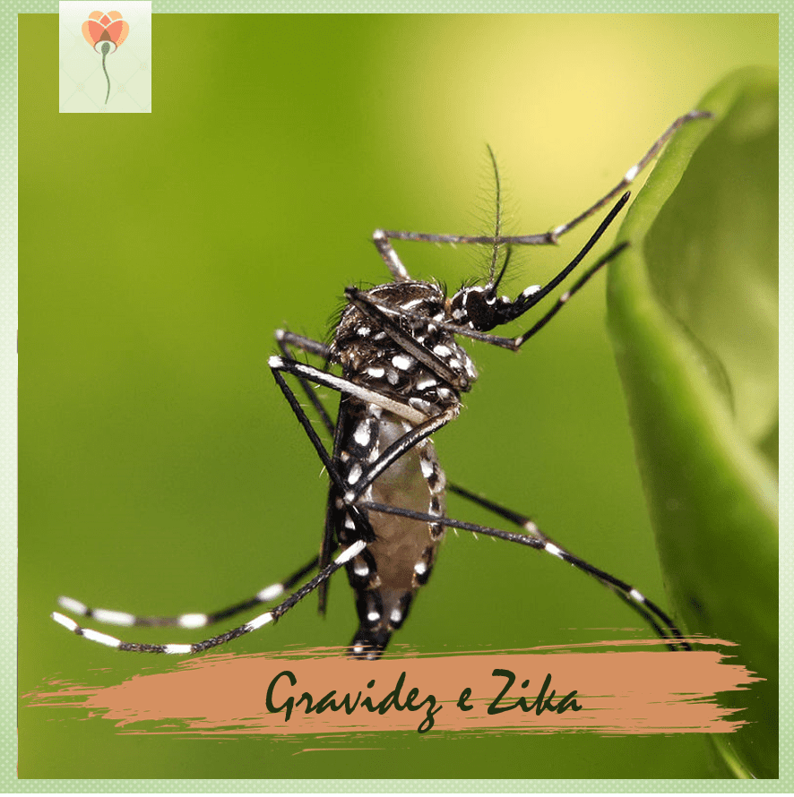 Zika vírus e gravidez: cuidados e riscos