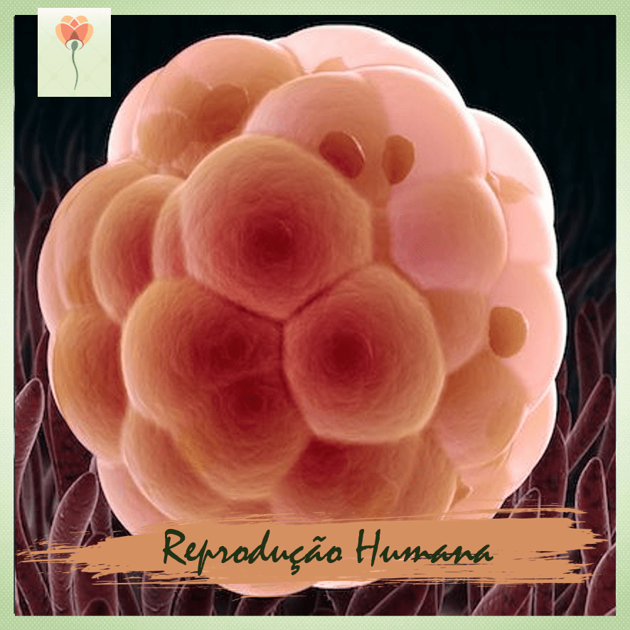 Inseminação artificial e in vitro são a mesma coisa?