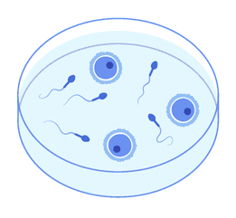 Fertilização in vitro FIV Etapa 5