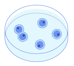 Injeção Intracitoplasmática de Espermatozoide ICSI Etapa 3 Identificação dos Óvulos