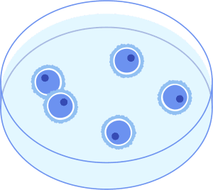 fertilização in vitro etapa 3 identificação dos óvulos injeção intracitoplasmática de espermatozoide icsi